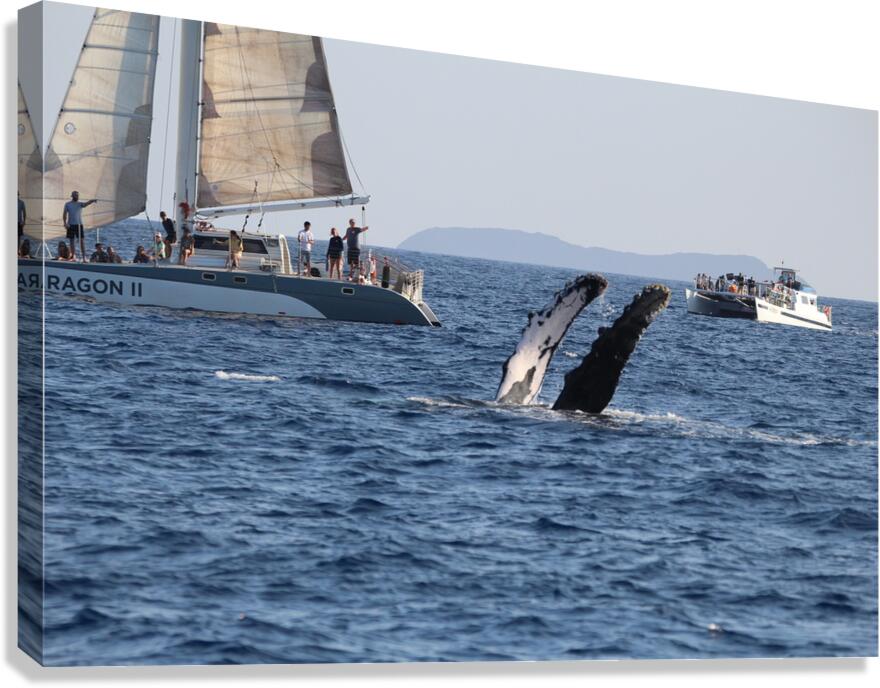 IMG 3369 Canvas Print