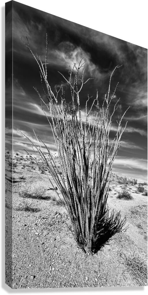 Desert Drama Canvas Print