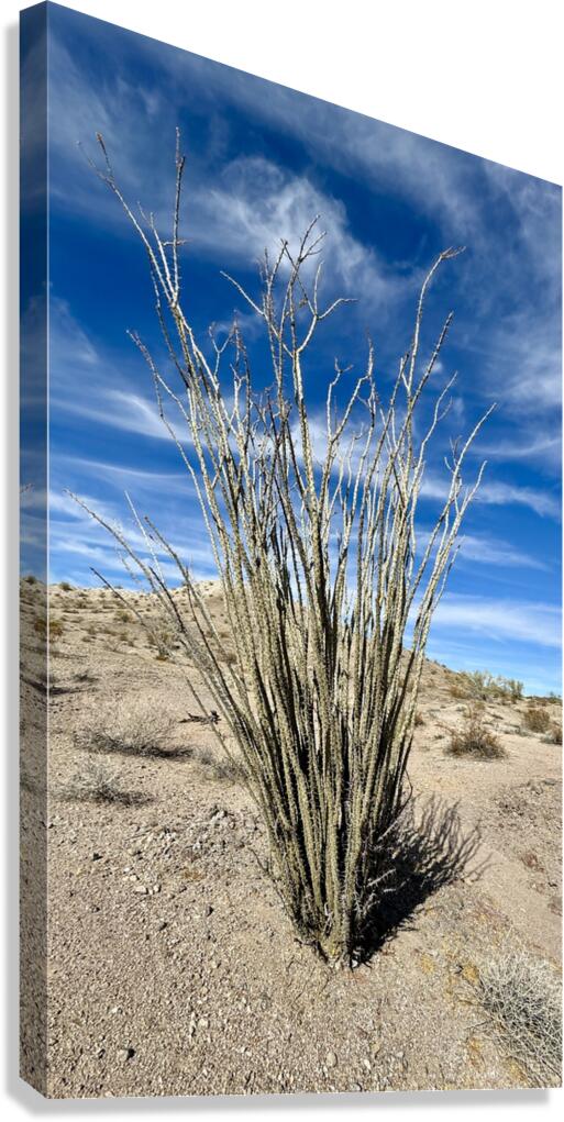 Ocotillo  Canvas Print