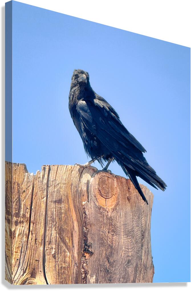Raven - guardian of the Grand Canyon  Canvas Print