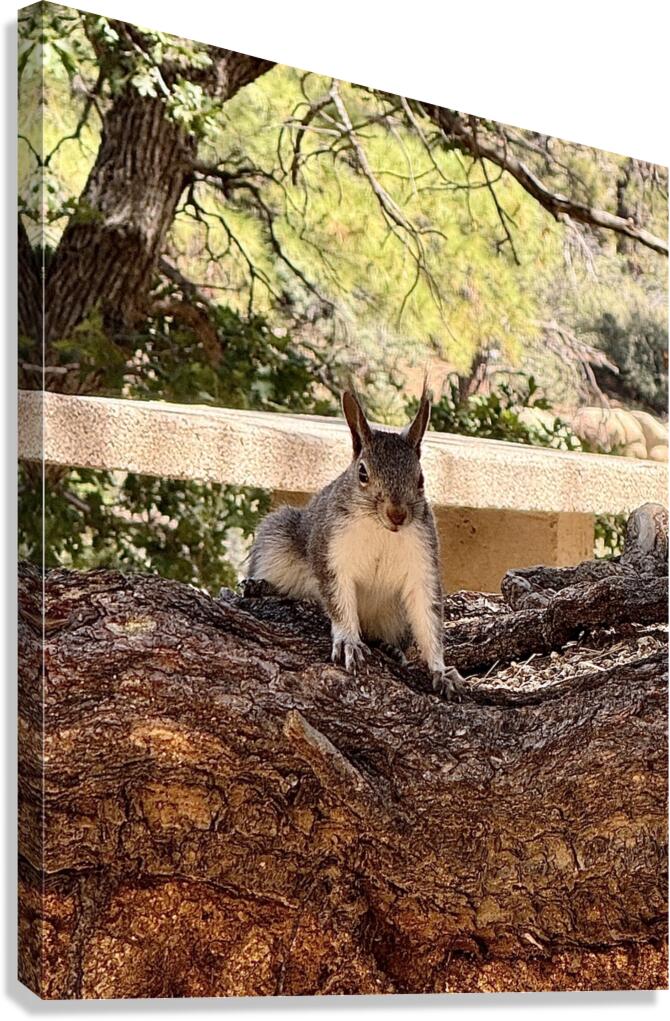 Albert’s Squirrel -2 Canvas Print