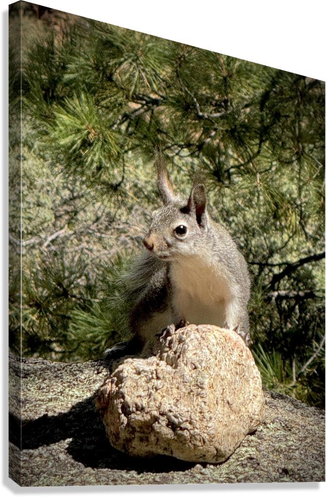 Albert’s Squirrel -1 Canvas Print