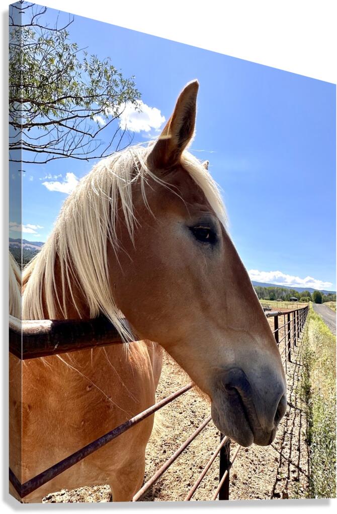 Hay Girl  Canvas Print