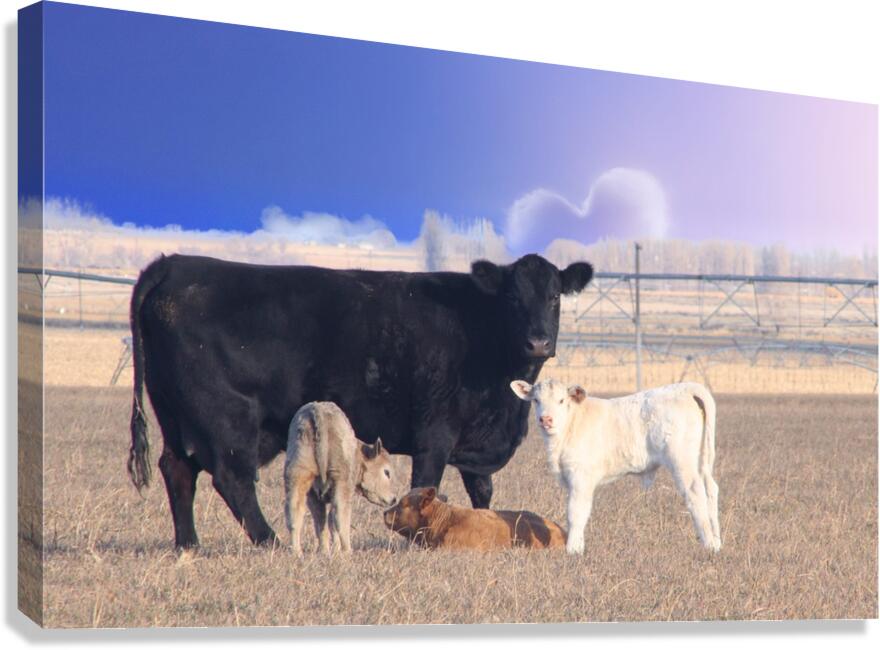 Calving Season Canvas Print