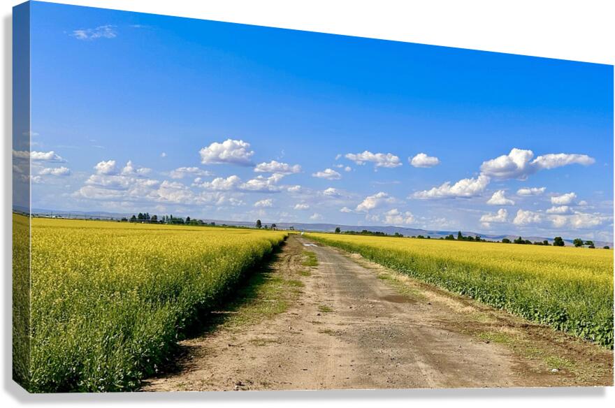 Country Road Canvas Print