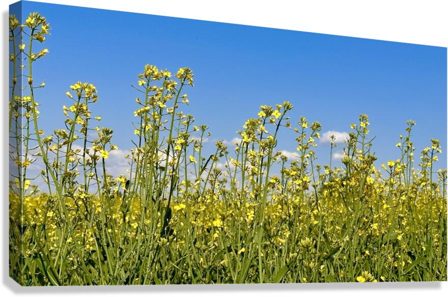Canola Flowers Canvas Print