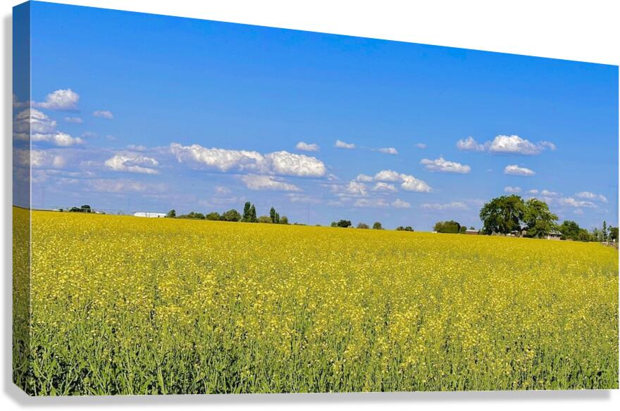 Holy Canola  Canvas Print