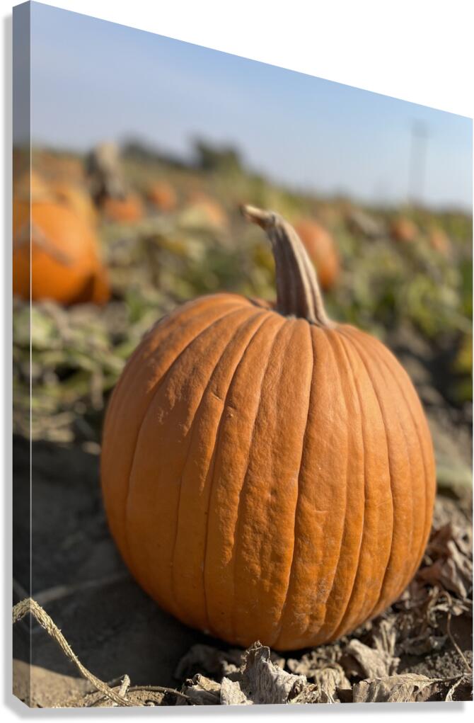 Fall Vibes Canvas Print