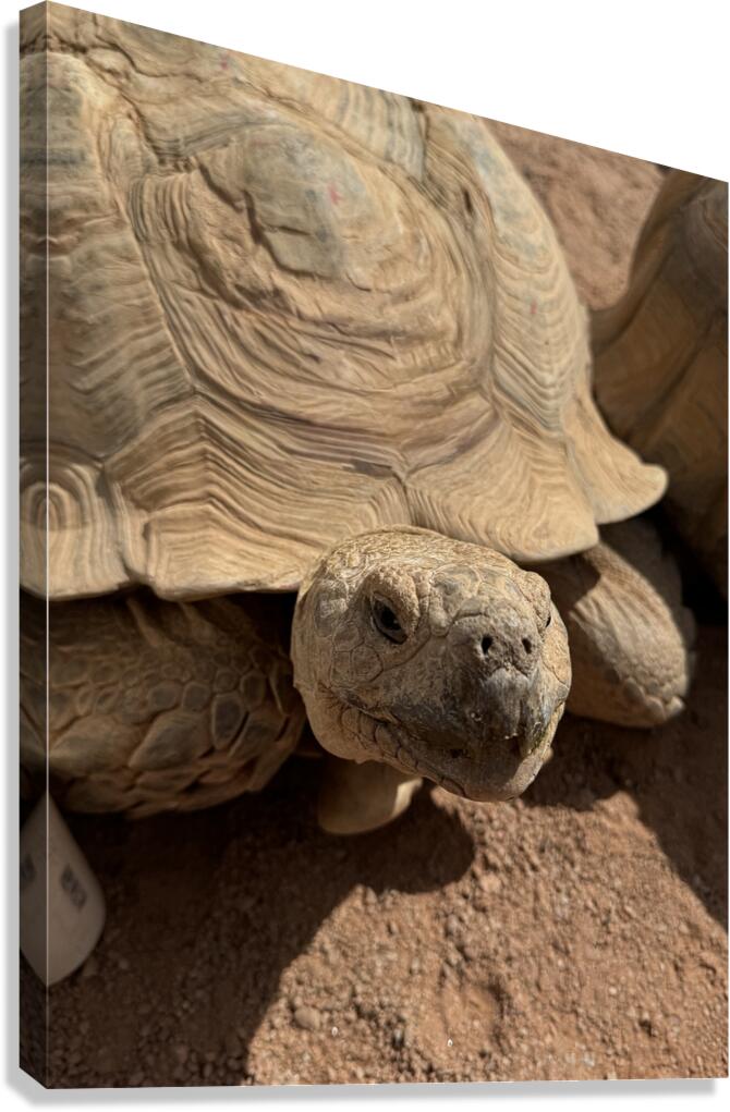 Happy Tortoise -2 Canvas Print