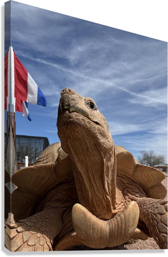 Arizona Tortoise -2 Canvas Print