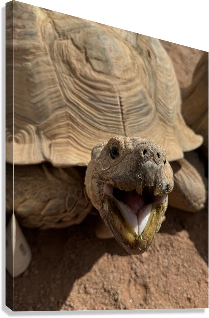Happy Tortoise Canvas Print