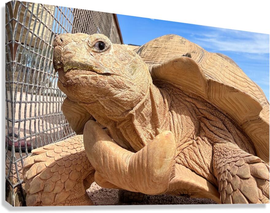 Arizona Tortoise Canvas Print