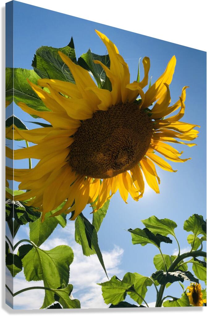 Sunflower Love Canvas Print