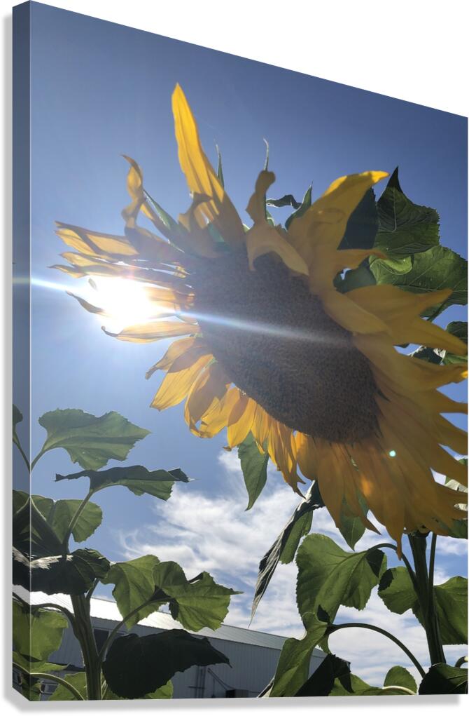 Sunflower and Sunlight Canvas Print