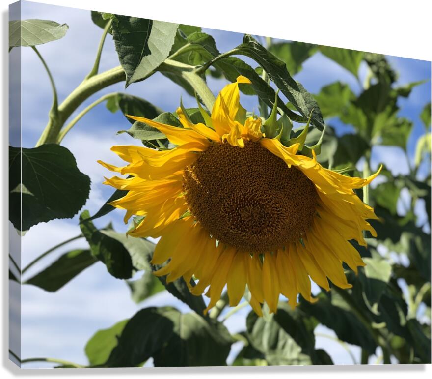 Sunflower Love -2 Canvas Print