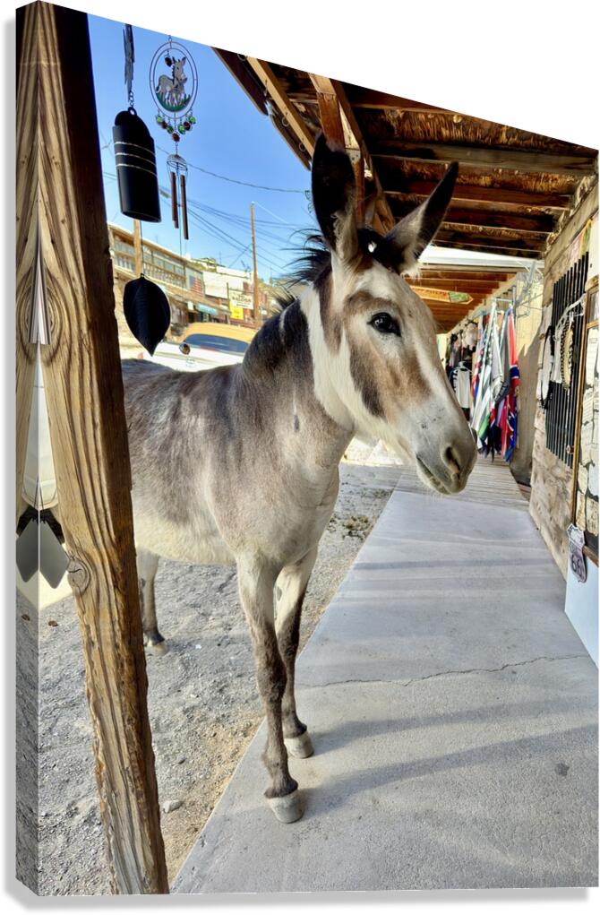 Miss Pickles Canvas Print