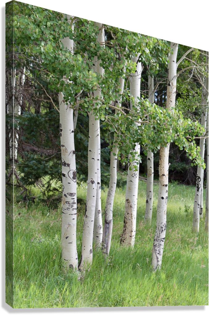 The Earth has music for those who listen. Aspens in Flagstaff Canvas Print