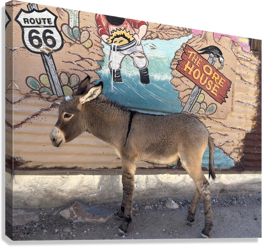 Baby “Ranger” - Oatman Arizona Canvas Print