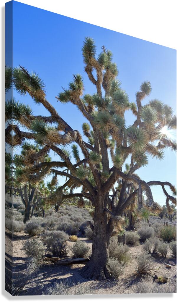 Joshua Tree w sunlight Canvas Print