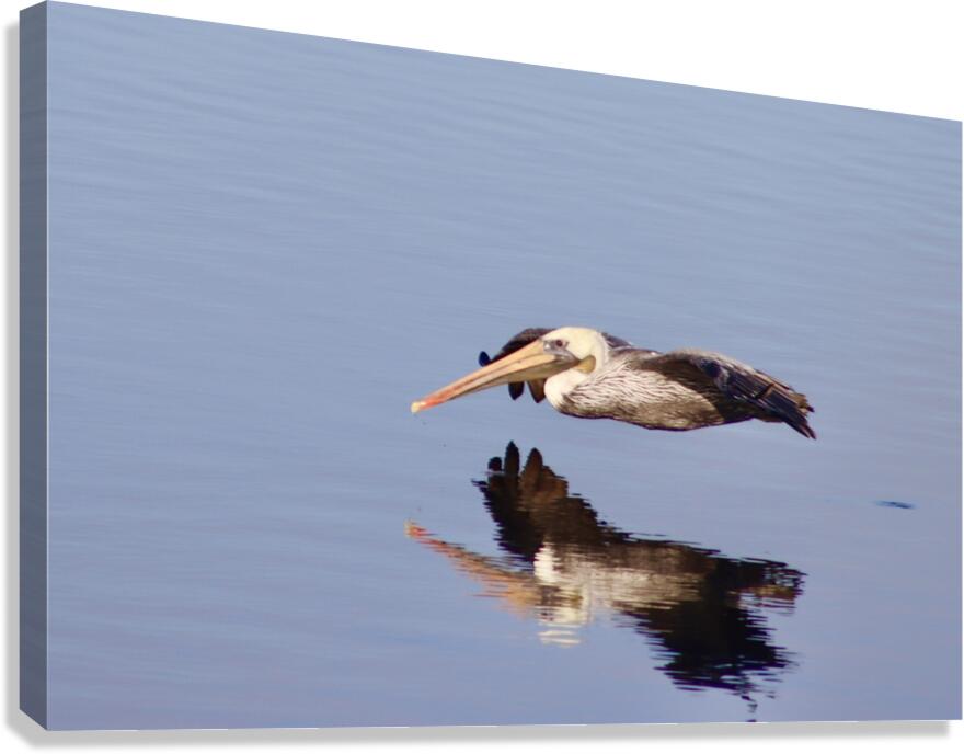 Reflection in Flight Canvas Print