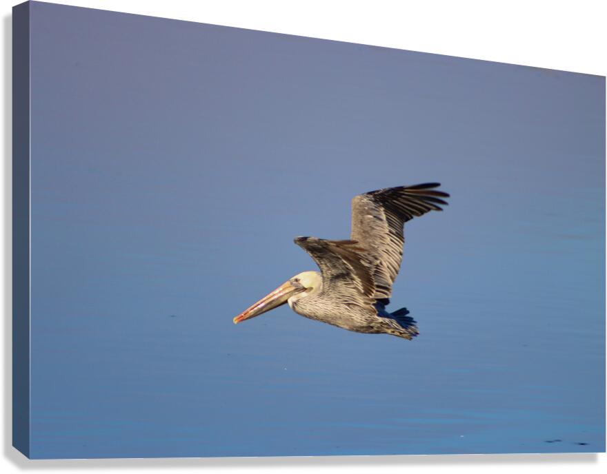 Baja Brown Pelicans- 3 Canvas Print