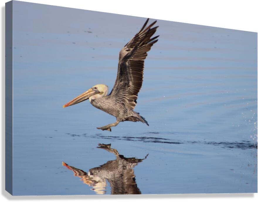 Baja Brown Pelicans - 2 Canvas Print