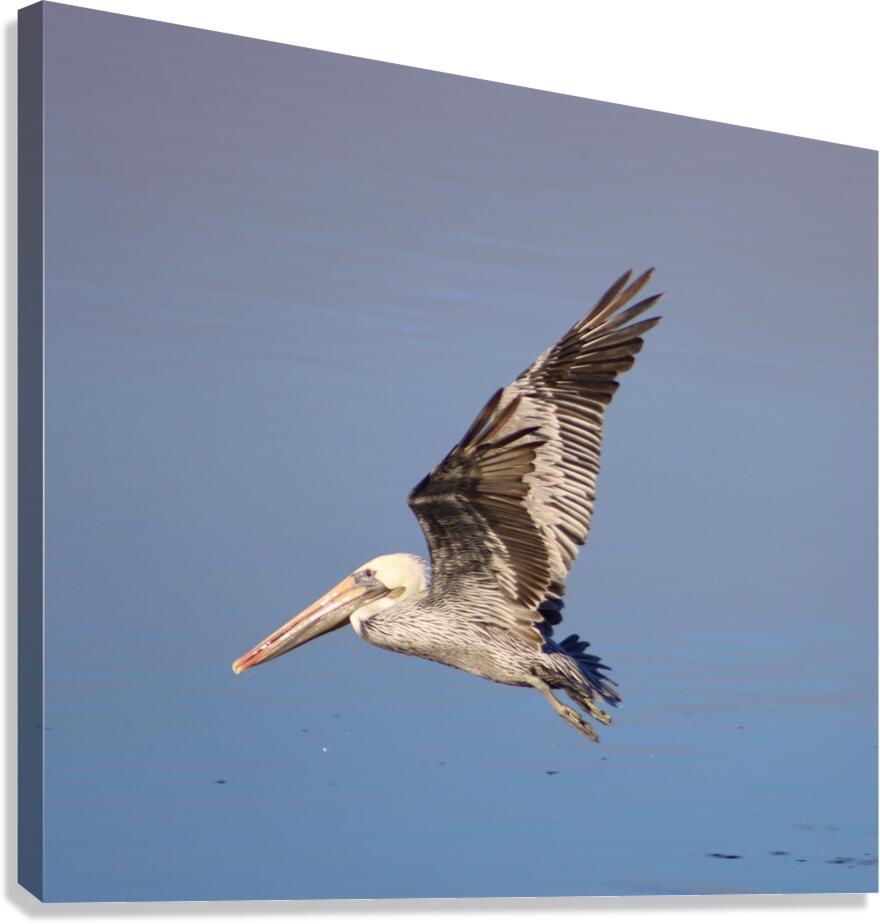 Baja Brown Pelicans -1 Canvas Print