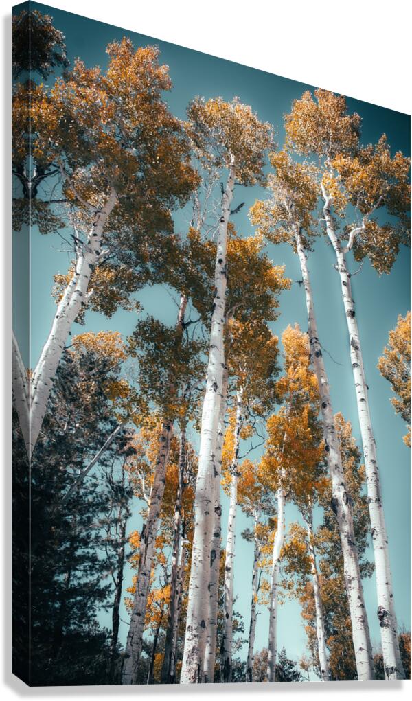 Blue skies and Aspen leaves Canvas Print