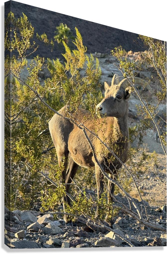 Big Horn Sheep in the golden hour Canvas Print