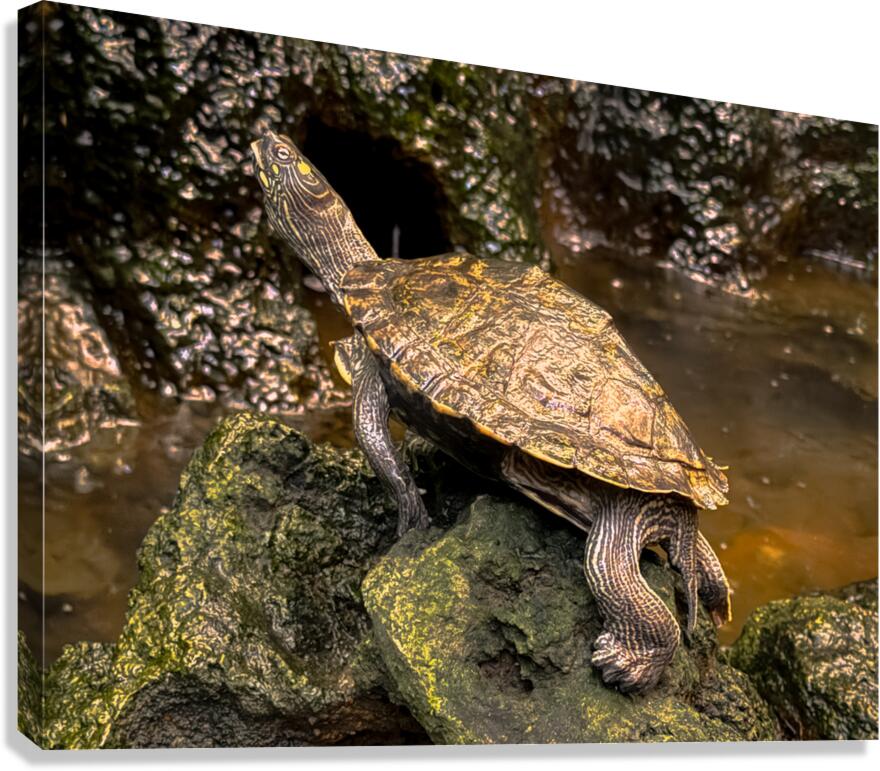 Map Turtle Canvas Print