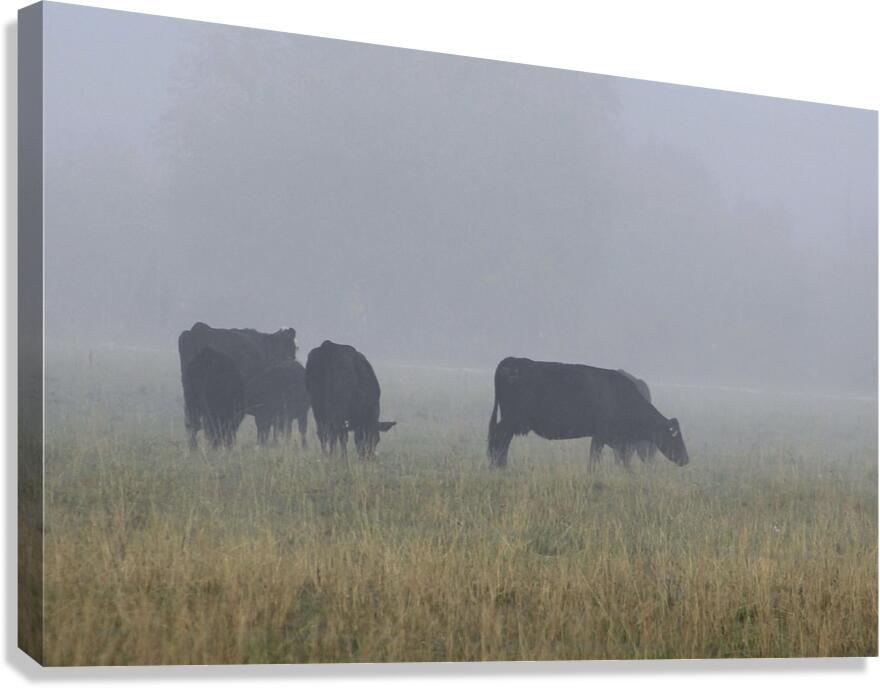 Misty Moood Canvas Print