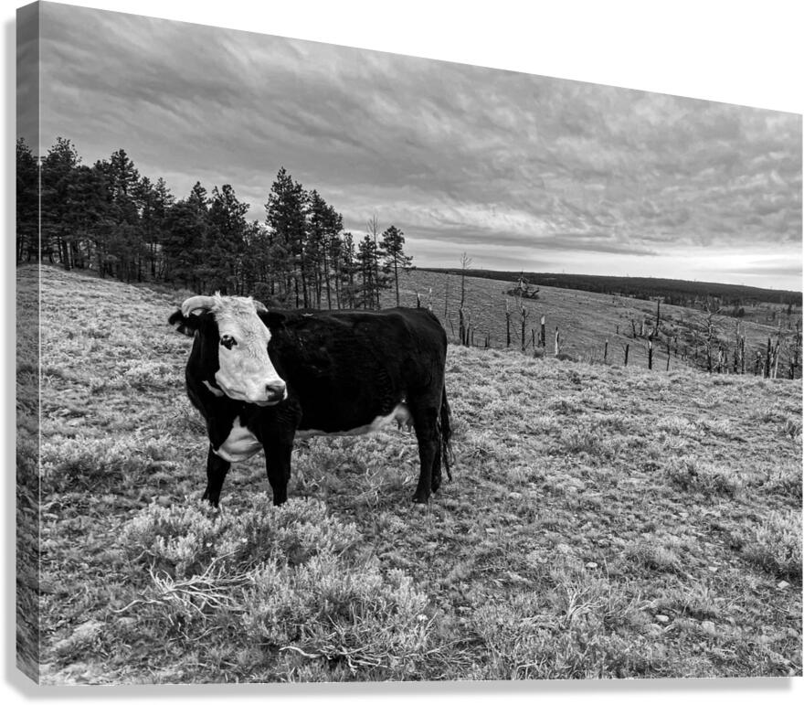 Outstanding in her field Canvas Print