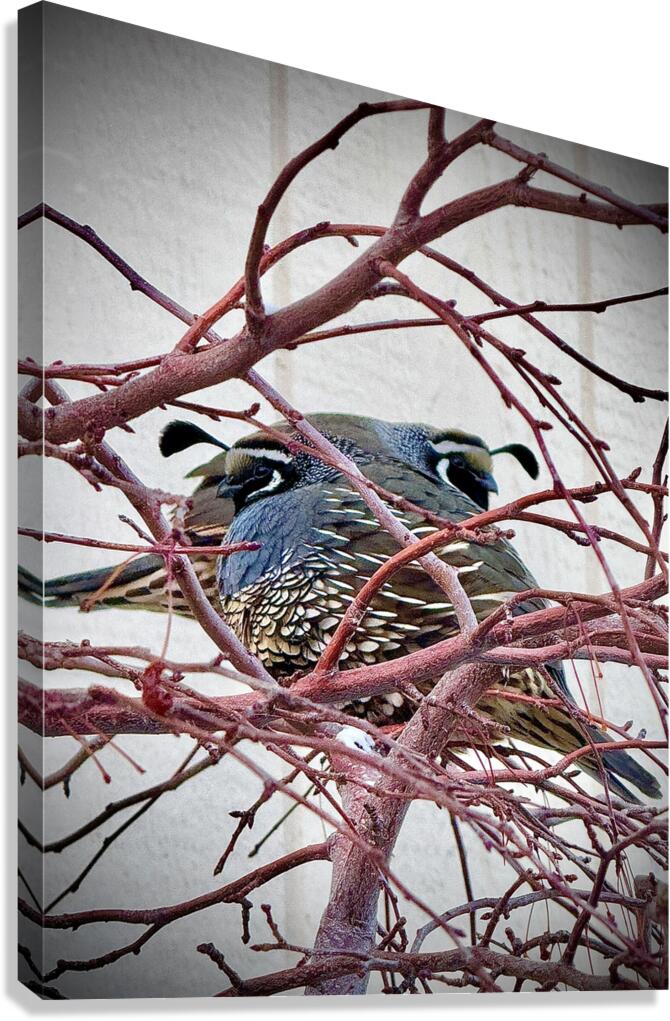 Winter Quail Canvas Print