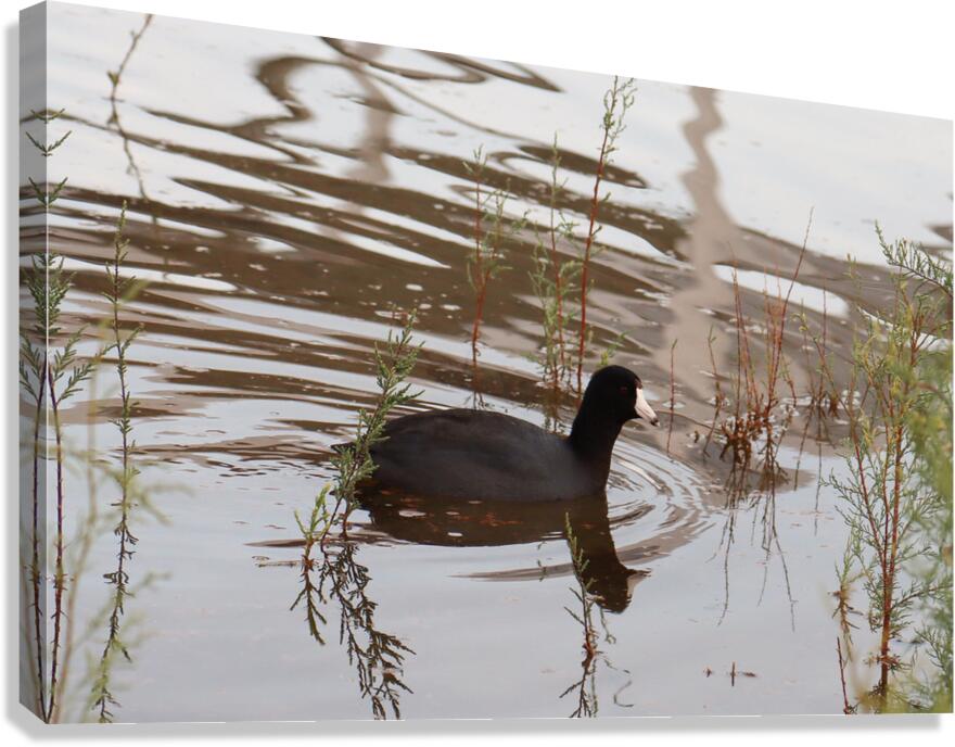 American Coot Canvas Print