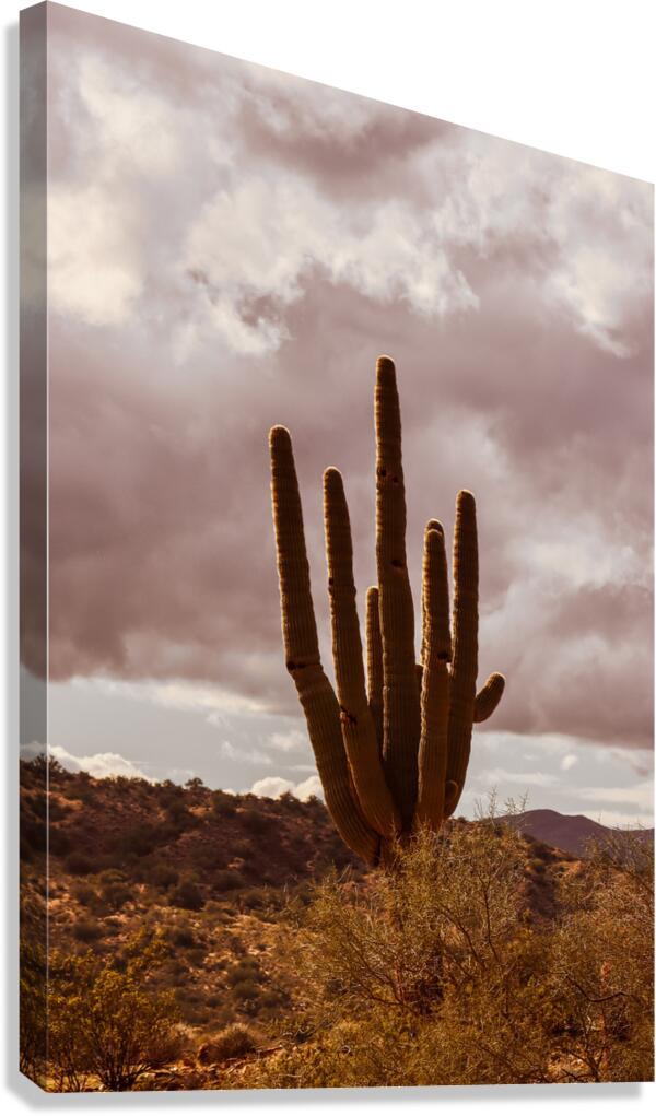 Sunlit Saguaro Canvas Print