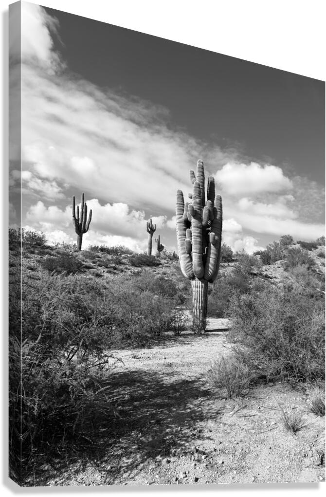 Fine Art Desert Canvas Print