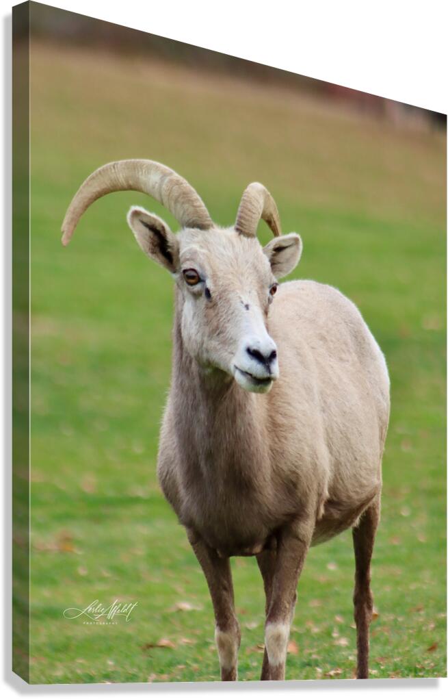 Bighorn Sheep - Nevada 1 Canvas Print