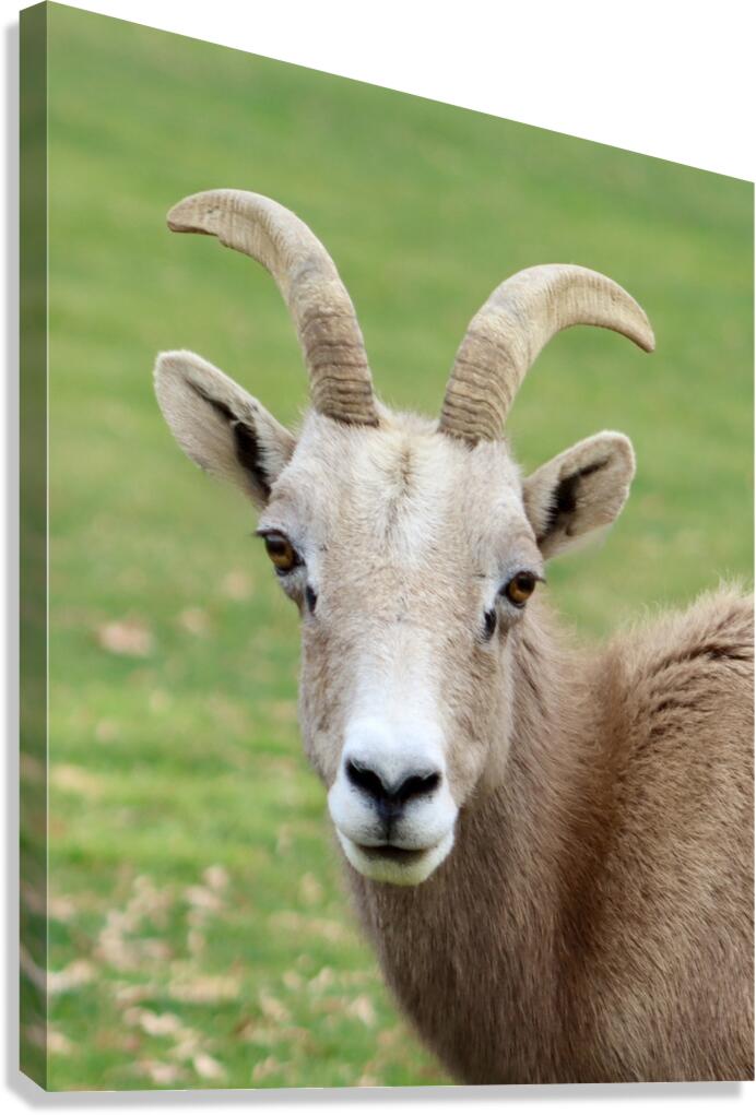 Bighorn Sheep - Nevada 2 Canvas Print