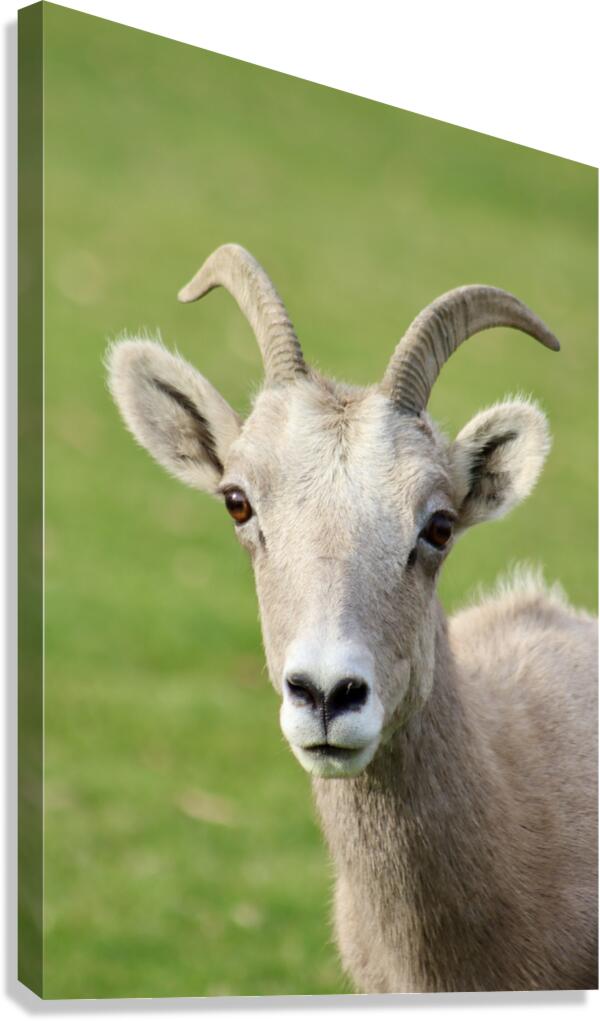 Bighorn Sheep - Heart nose ???? Canvas Print