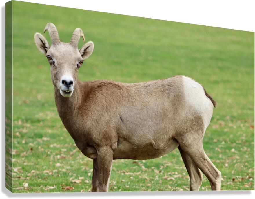 Bighorn Sheep - Nevada 3 Canvas Print