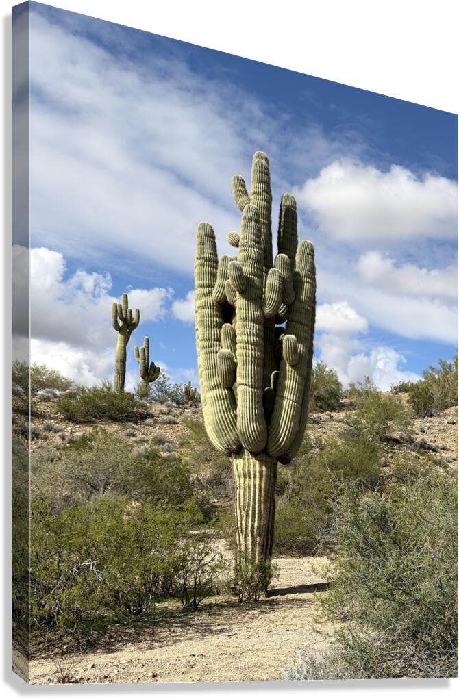 Old Man Saguaro Canvas Print