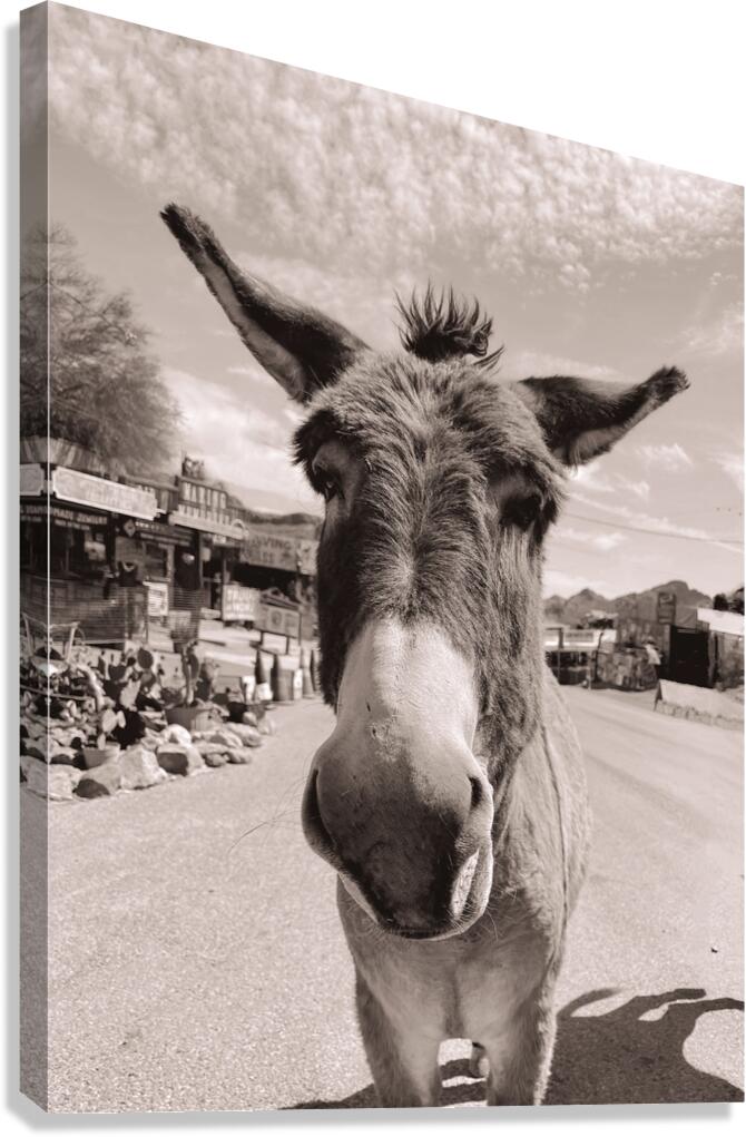 Oatman Donkey - Sepia tone Canvas Print