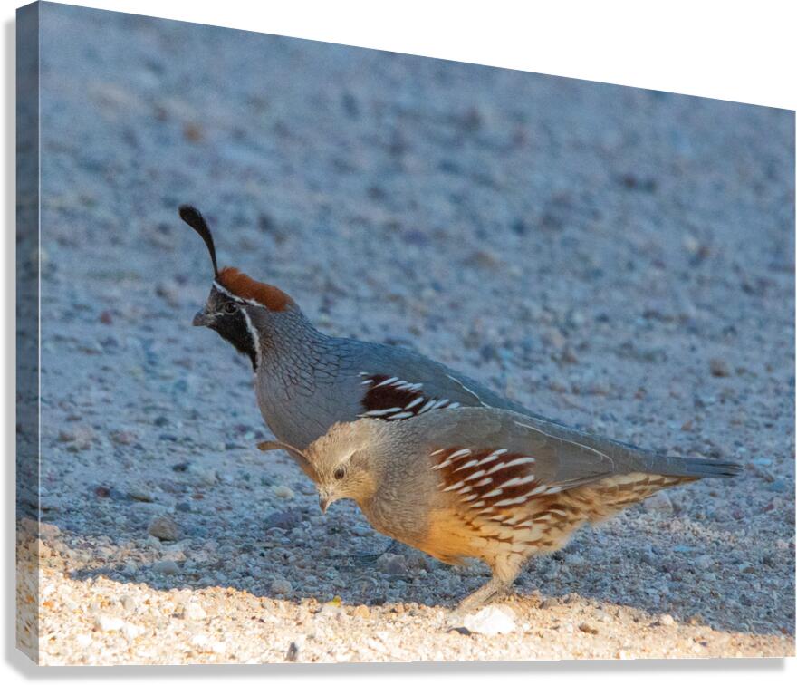 Quail Couple Canvas Print
