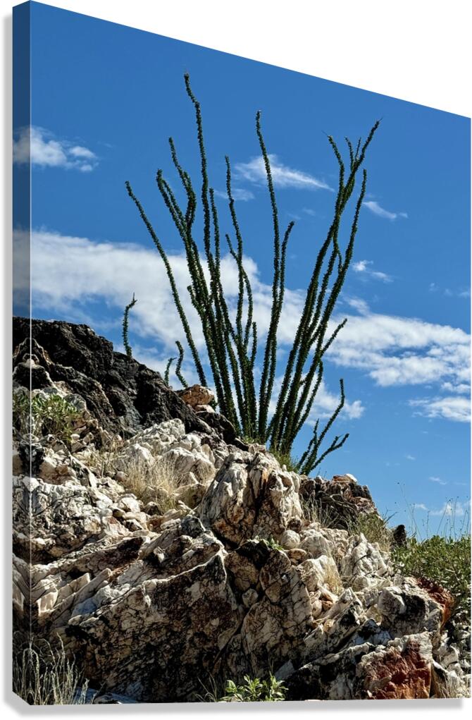 Quartz & Ocotillo    Canvas Print