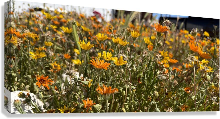 Happy little wildflowers Canvas Print