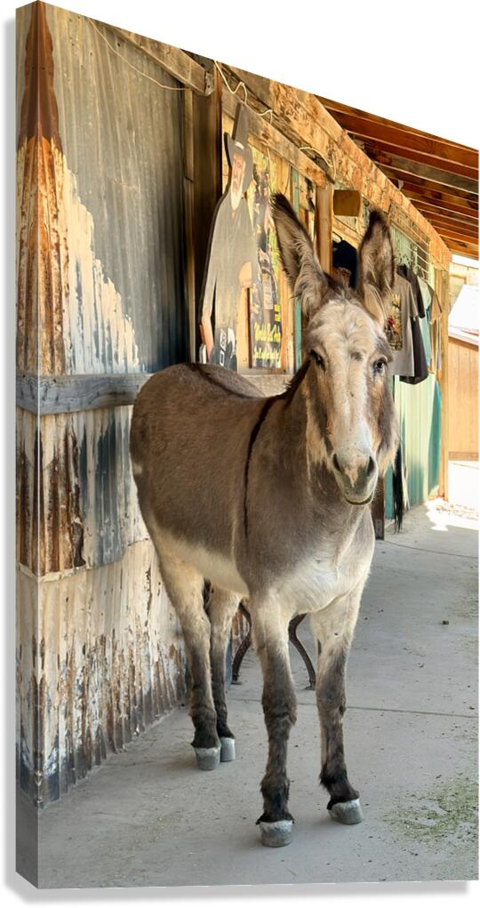 Oliver with “winter chops” Canvas Print