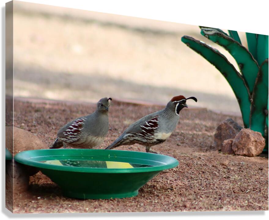 Ye Old Watering Hole Canvas Print