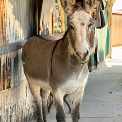 Oliver with “winter chops”
