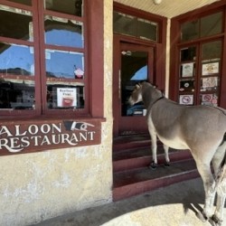 Lunchtime in Oatman