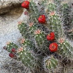 Cactus Bloom -Red